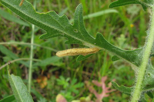 Image of Coleophora brevipalpella Wocke 1874