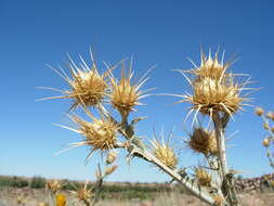 Centaurea onopordifolia Boiss. resmi