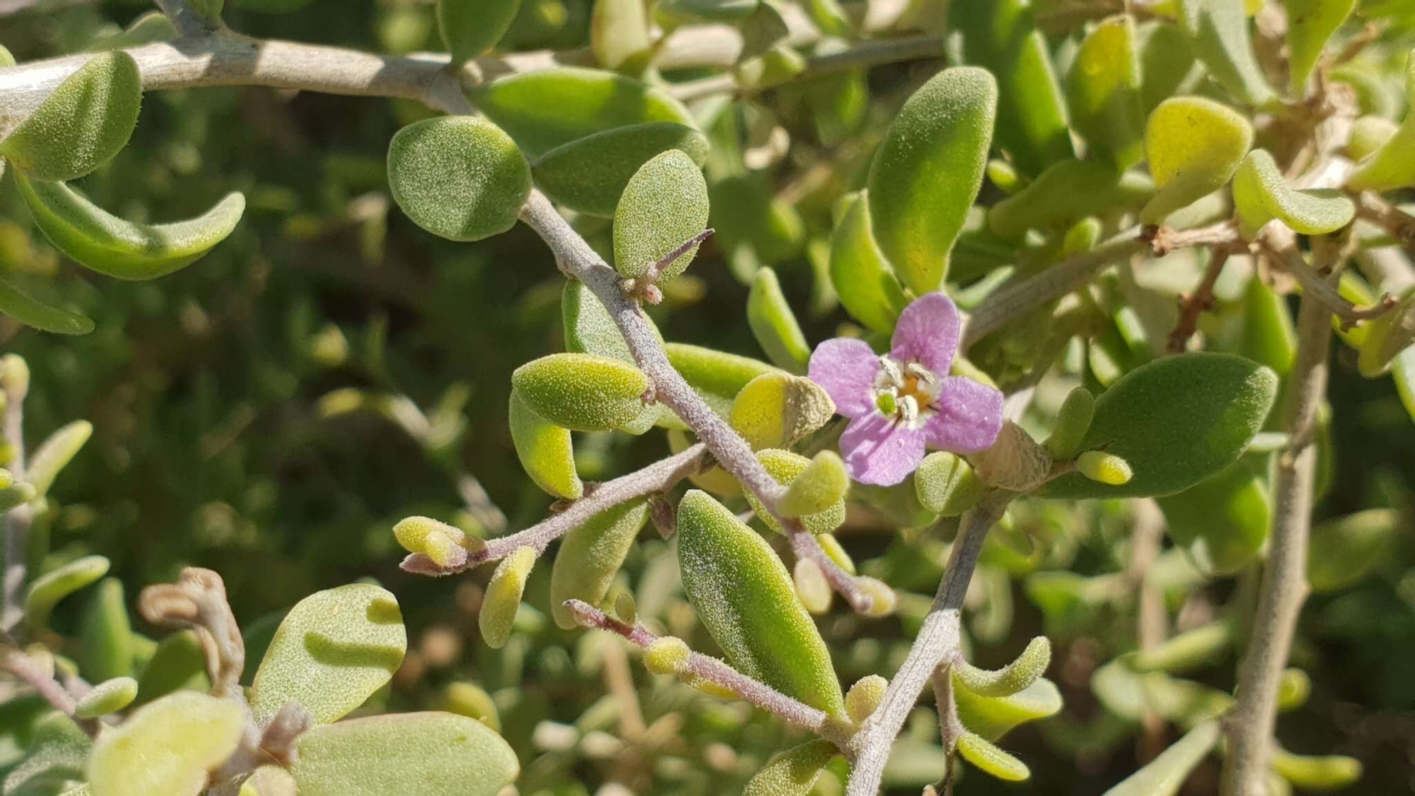 Image de Lycium brevipes var. brevipes