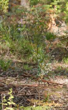 Image of Logania vaginalis (Labill.) F. Müll.