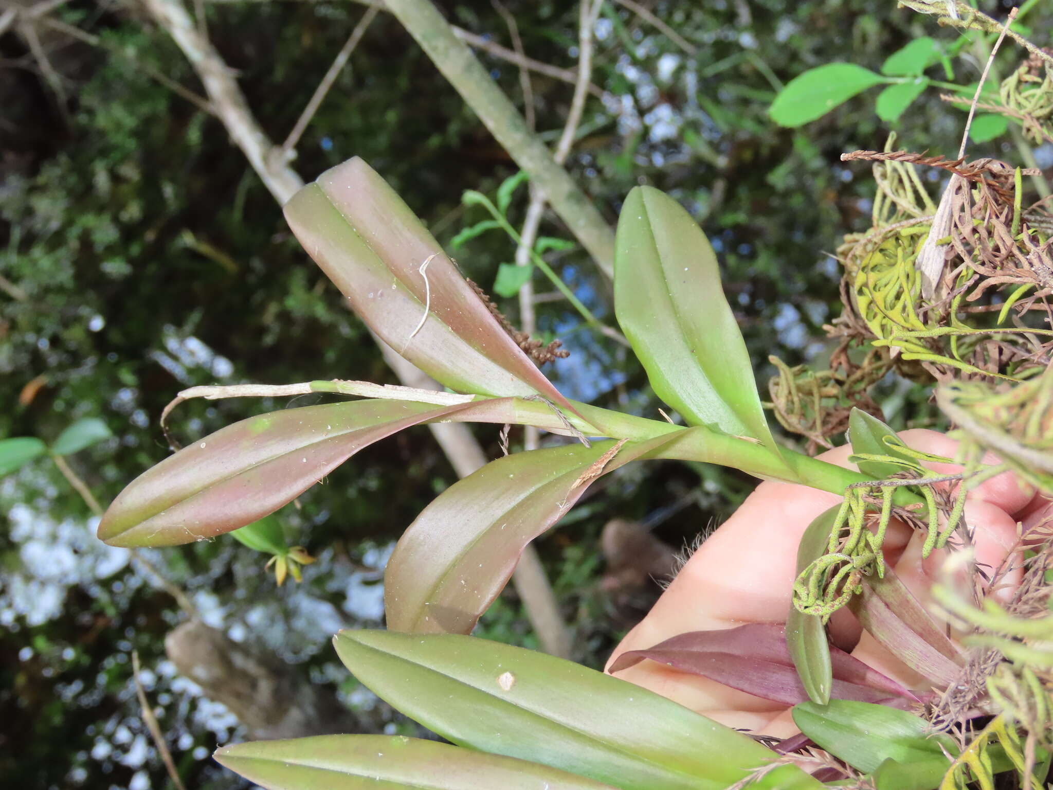 Image of big-mouth star orchid