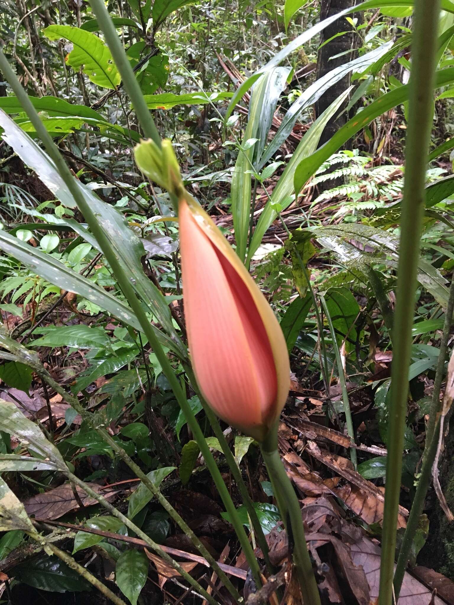 Image of Cyclanthus