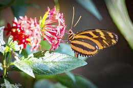 Image of Heliconius ismenius telchinia Doubleday (1847)