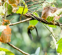 Image of Yellow-vented Flowerpecker