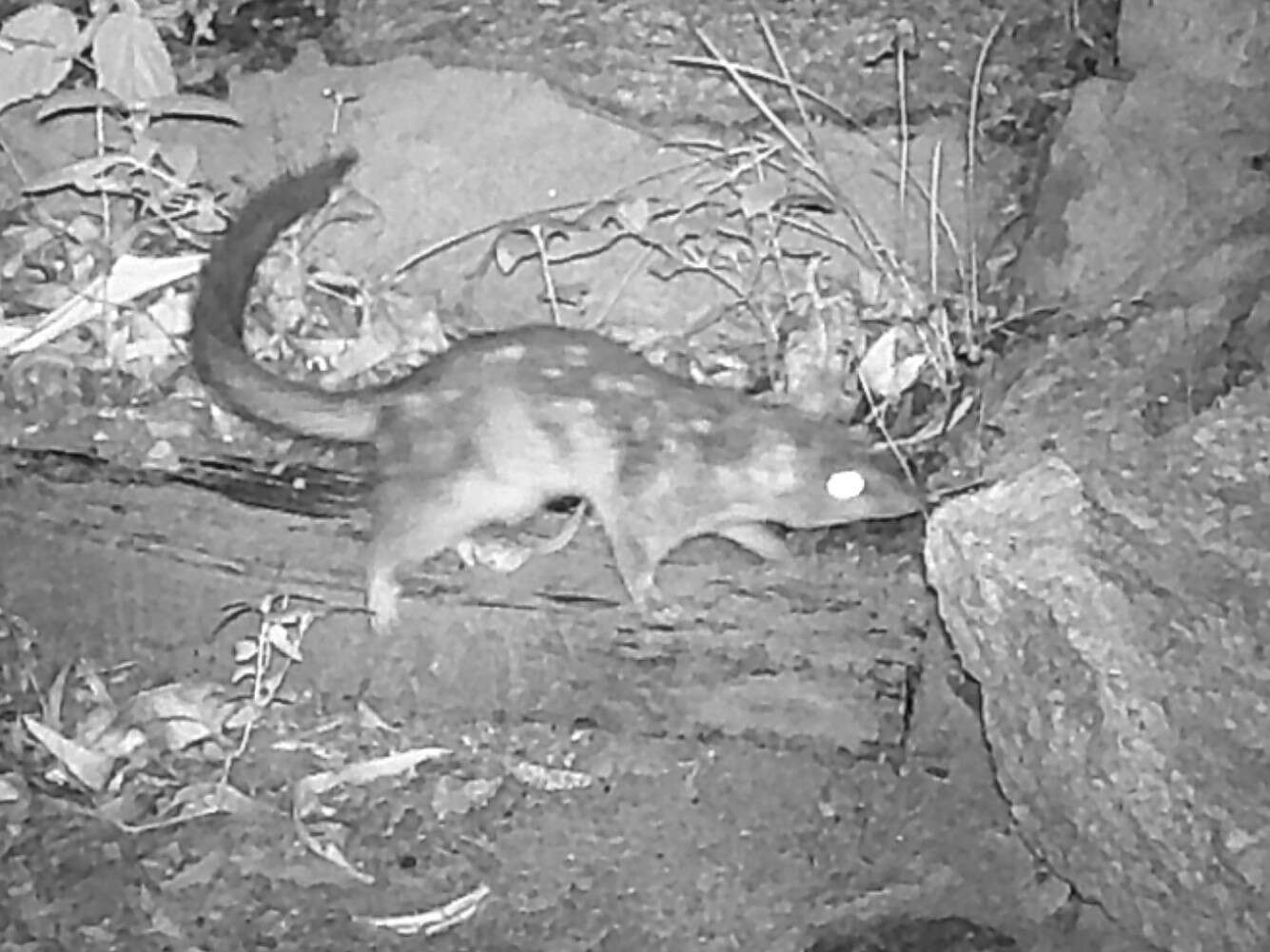 Image of Northern Quoll