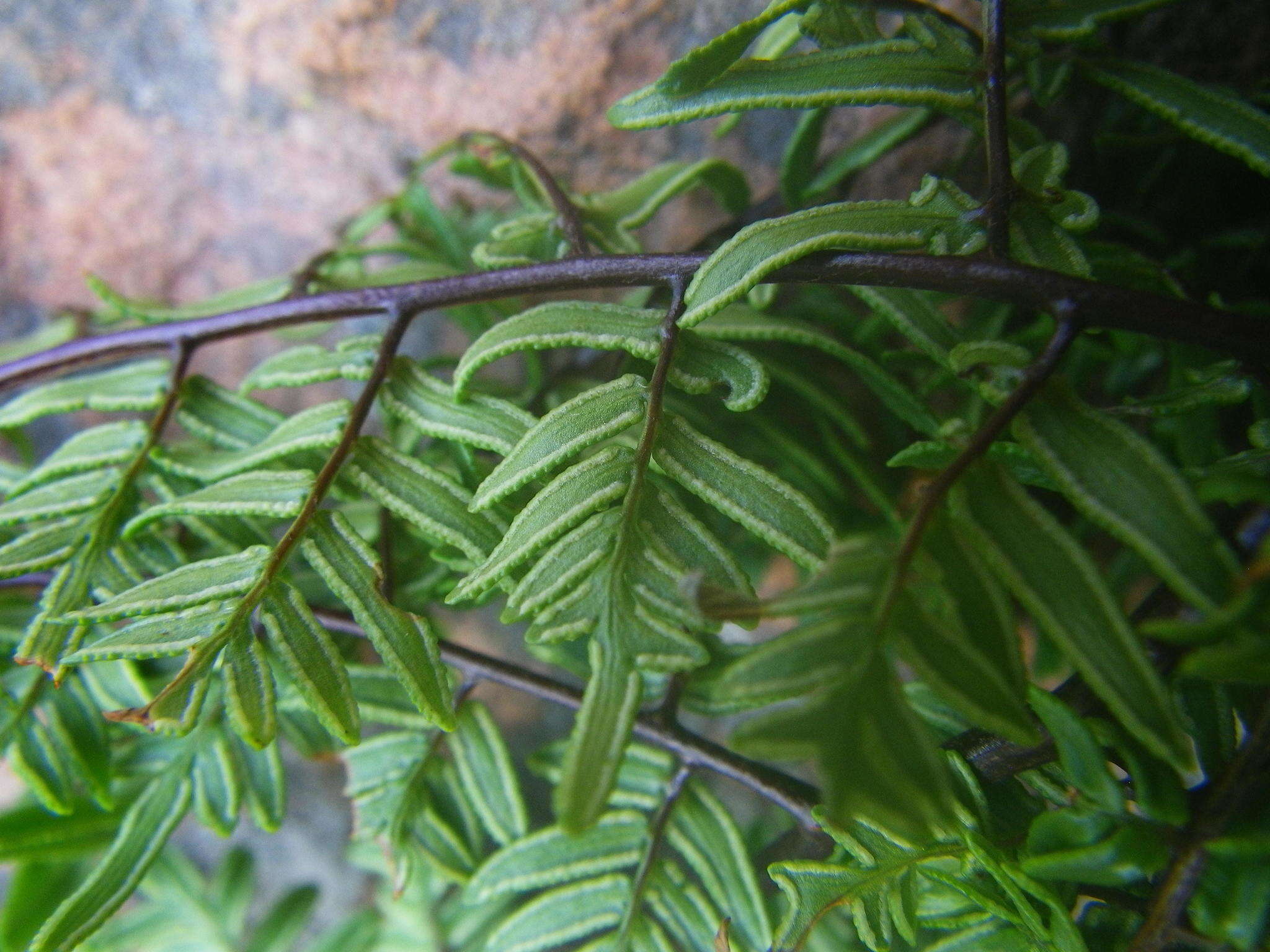 Imagem de Cheilanthes quadripinnata (Forsk.) Kuhn