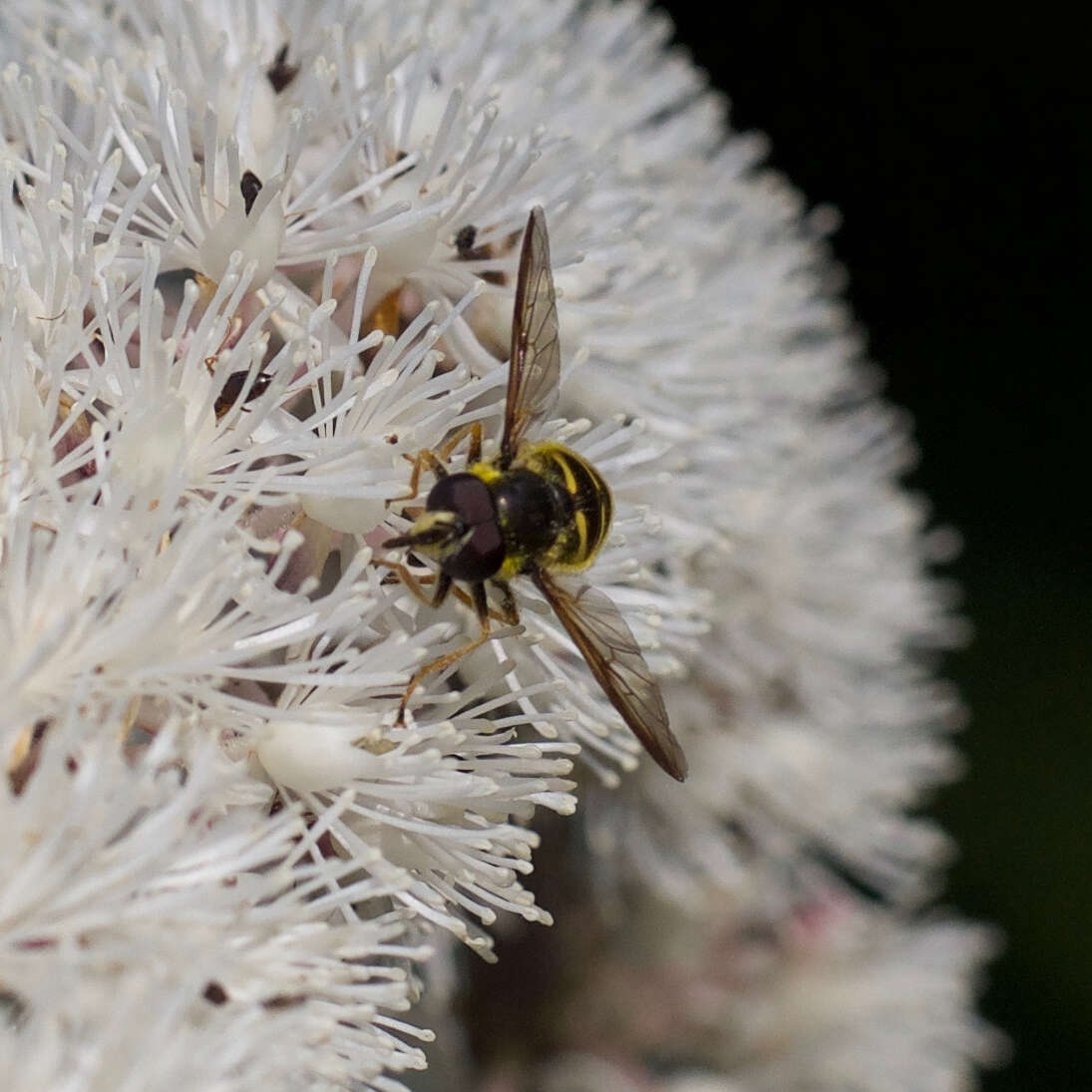 Image of Sericomyia chrysotoxoides Macquart 1842