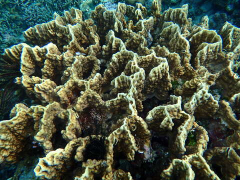 Image of Fire coral