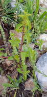Image of Stachys neurocalycina Boiss.