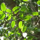 Image of Ficus maroma Castellanos