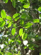 Image of Ficus maroma Castellanos