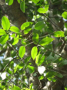Image de Ficus maroma Castellanos