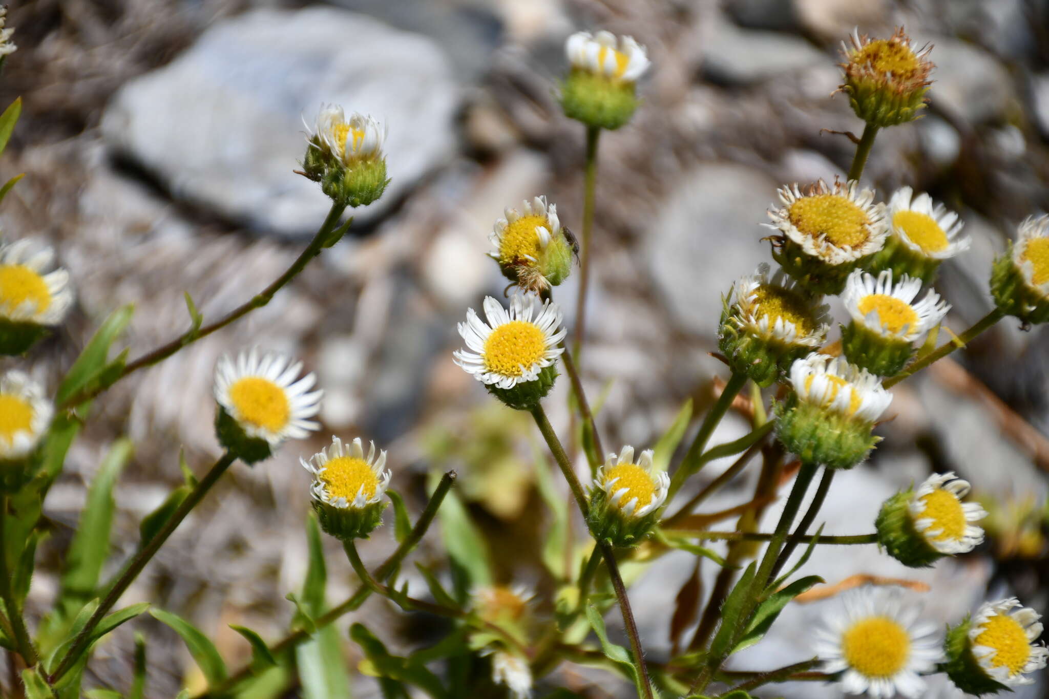 Слика од Erigeron morrisonensis Hayata