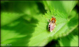 صورة Stratiomys longicornis (Scopoli 1763)