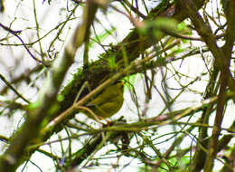 Image of Black-crested Warbler