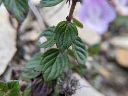 Sivun Clinopodium laxiflorum (Hayata) K. Mori kuva