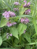 Image of Lamium album subsp. barbatum (Siebold & Zucc.) Mennema