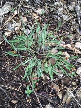 Viola pinetorum var. grisea (Jeps.) R. J. Little的圖片