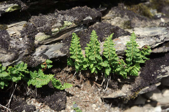 Image of Dryopteris alpestris Tag.