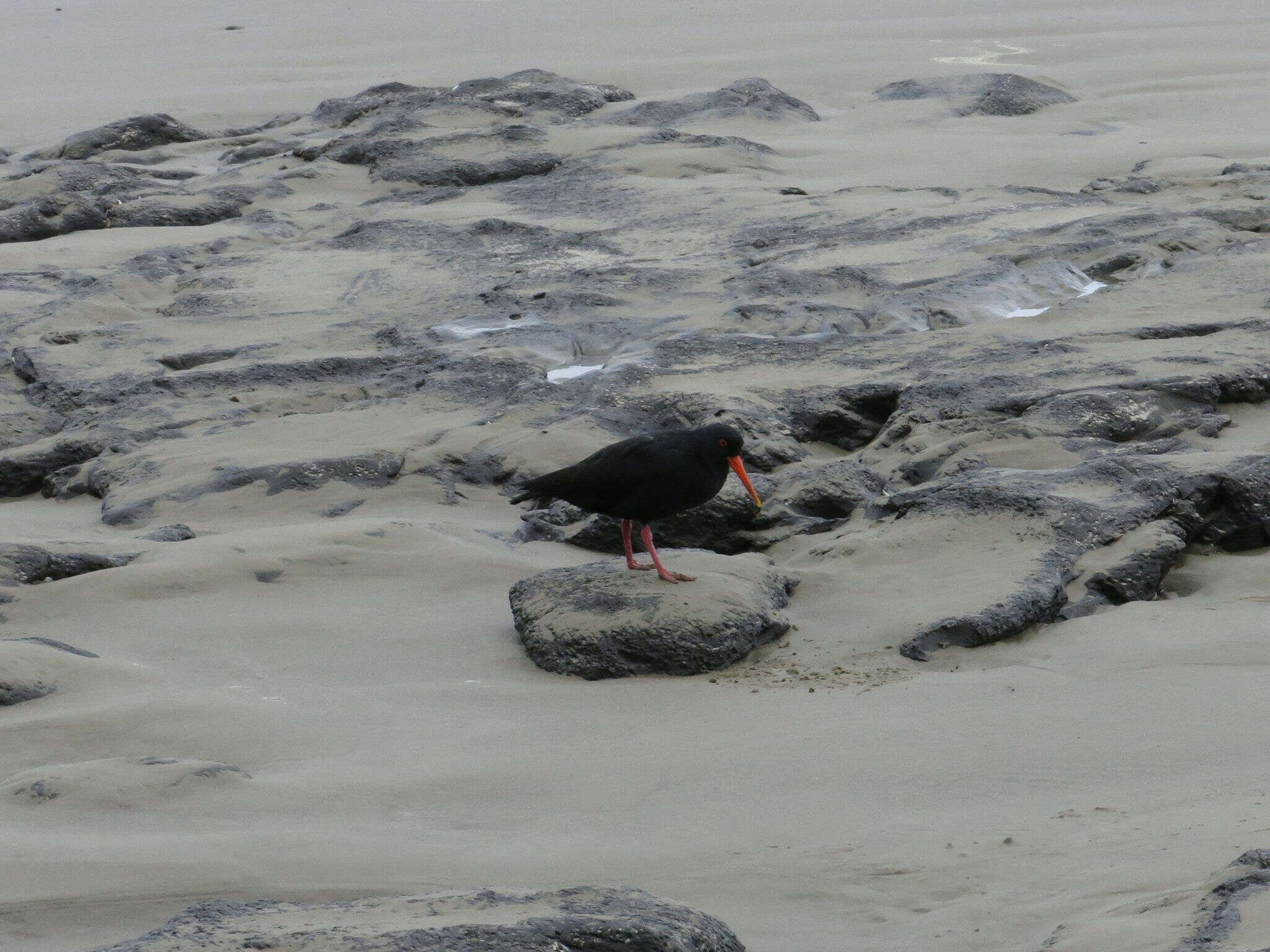 Image of Variable Oystercatcher