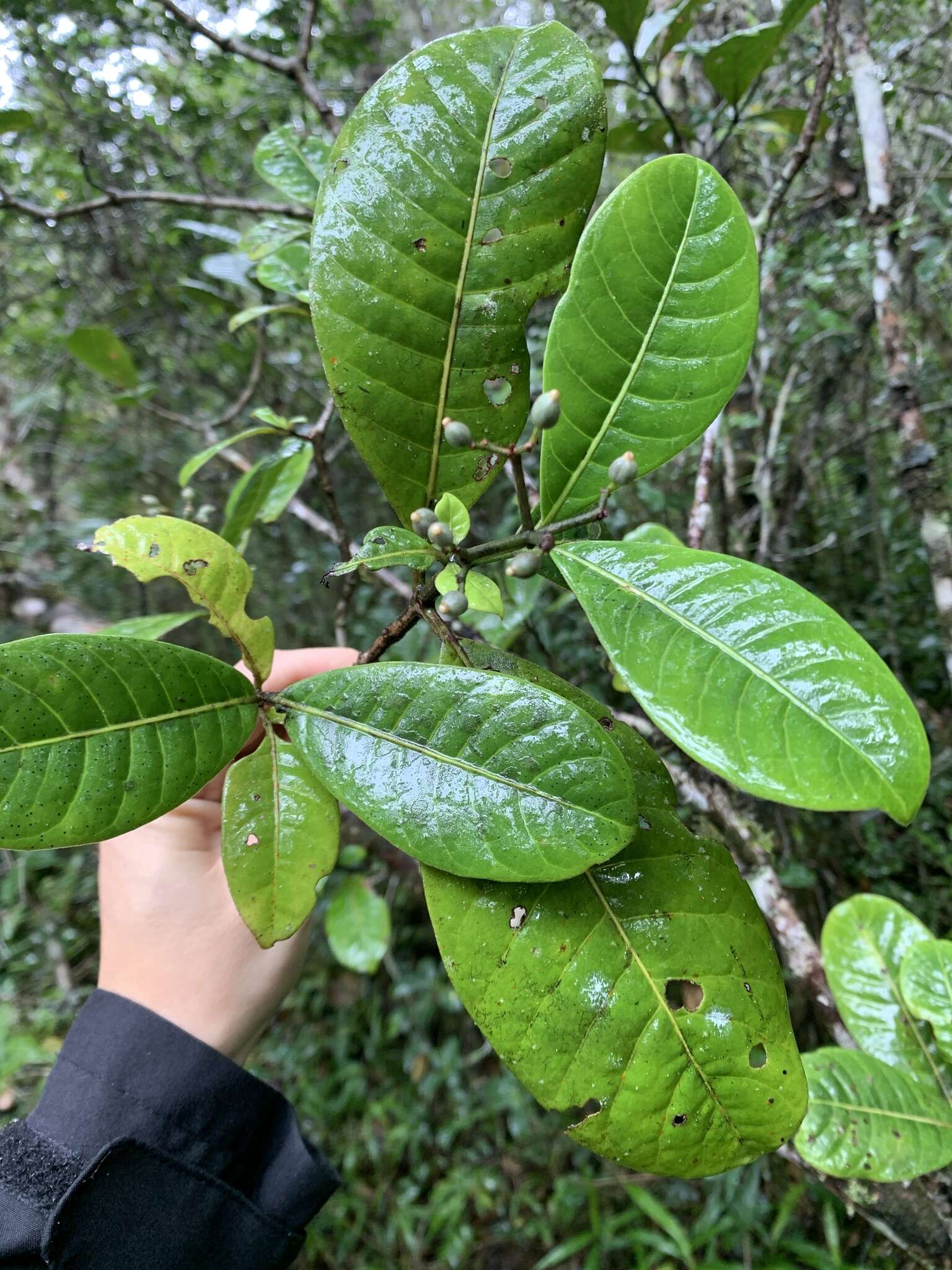 Image de Psychotria obtusifolia Lam. ex Poir.