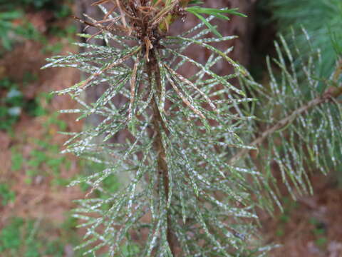 Image of Chionaspis pinifoliae (Fitch 1856)