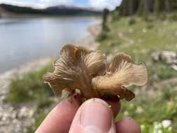 Image de Arrhenia spathulata (Fr.) Redhead 1984