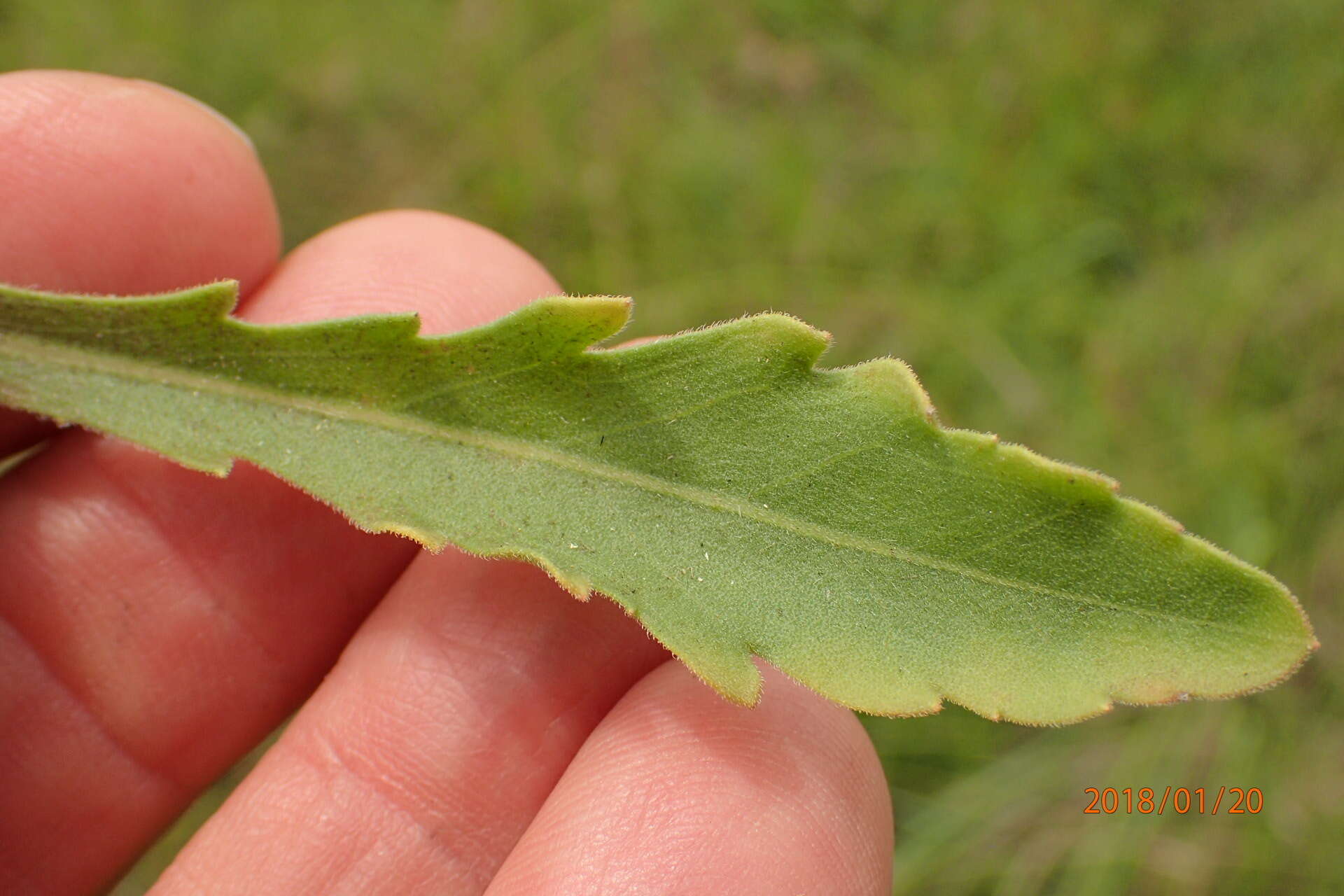 Слика од Erigeron primulifolius (Lam.) Greuter