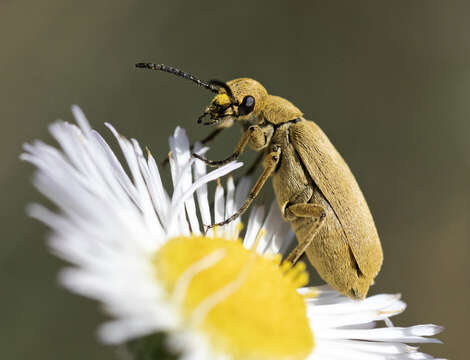 Image of Epicauta (Epicauta) ferruginea (Say 1824)