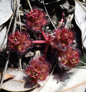 Image de Drosera stolonifera Endl.