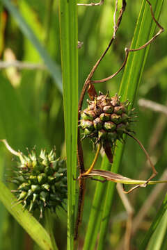 Image de rubanier à gros fruits