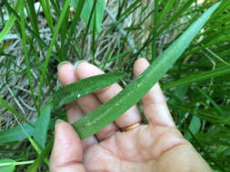 Image of Sierra bog orchid