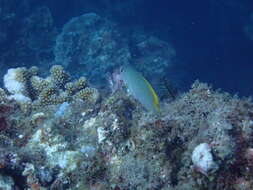 Image of Damselfish