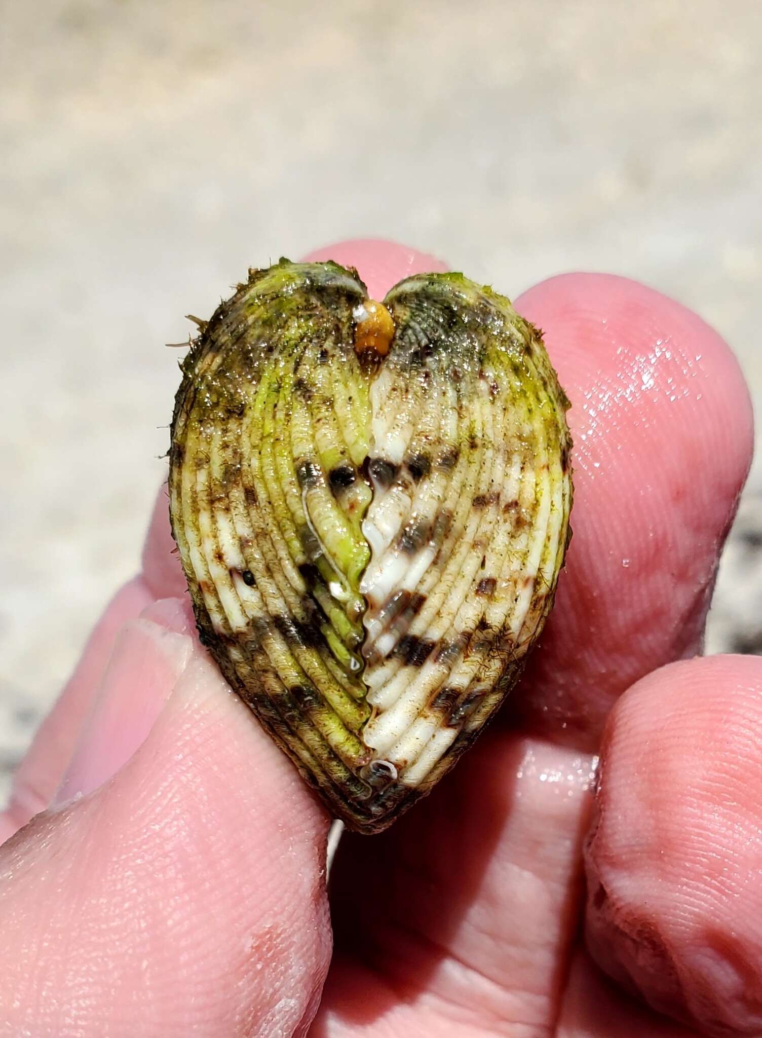 Image of Atlantic strawberry-cockle