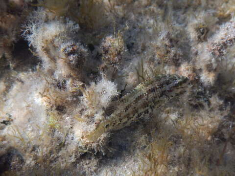 Image of Five-spotted Wrasse