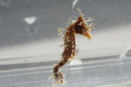 Image of Dwarf Seahorse