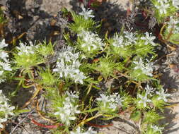 Image of Baker's navarretia