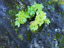 Plancia ëd Pilea microphylla (L.) Liebm.