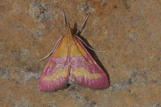 Image of Pyrausta virginalis Duponchel