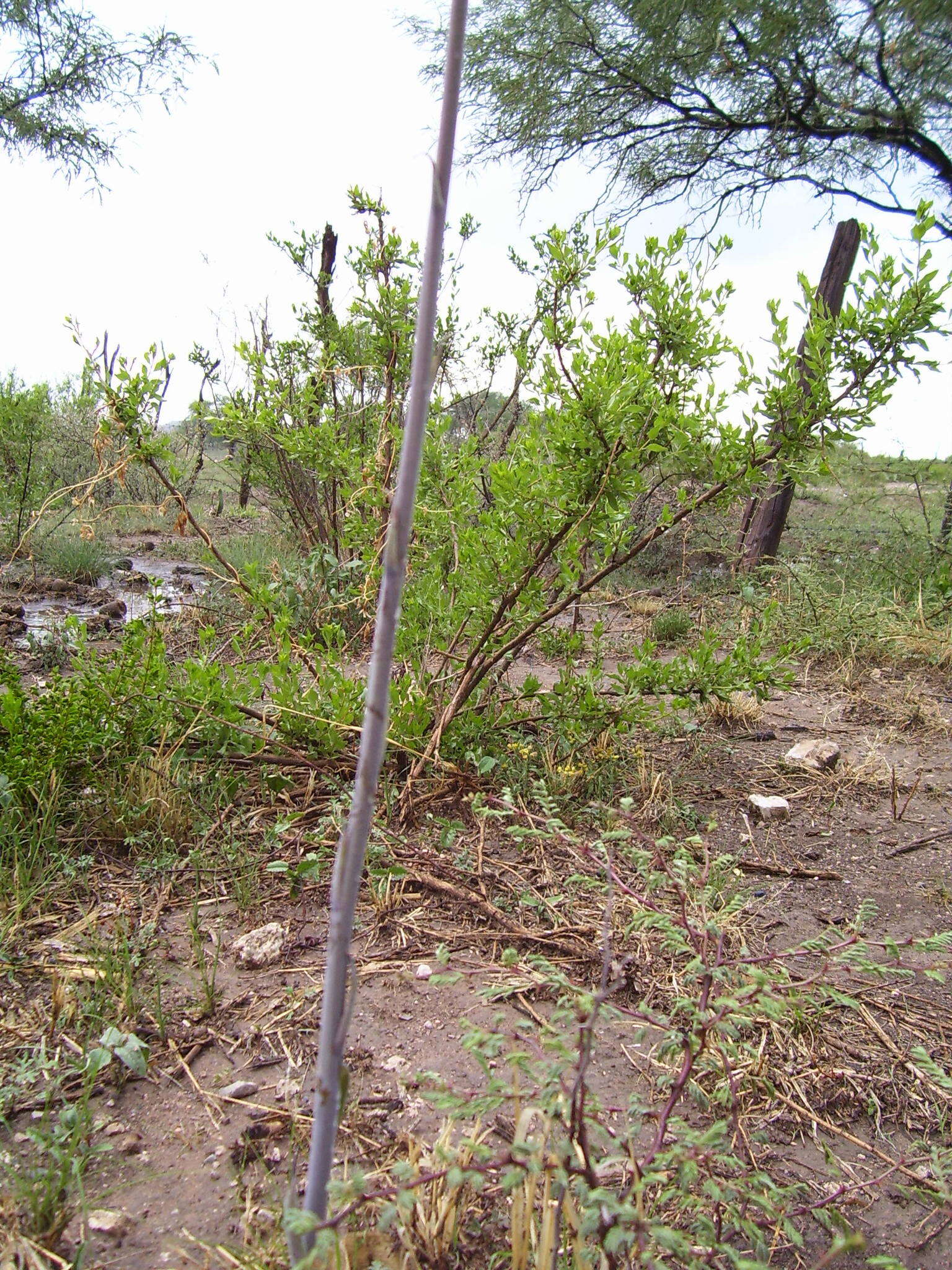 Plancia ëd Agave brunnea S. Watson