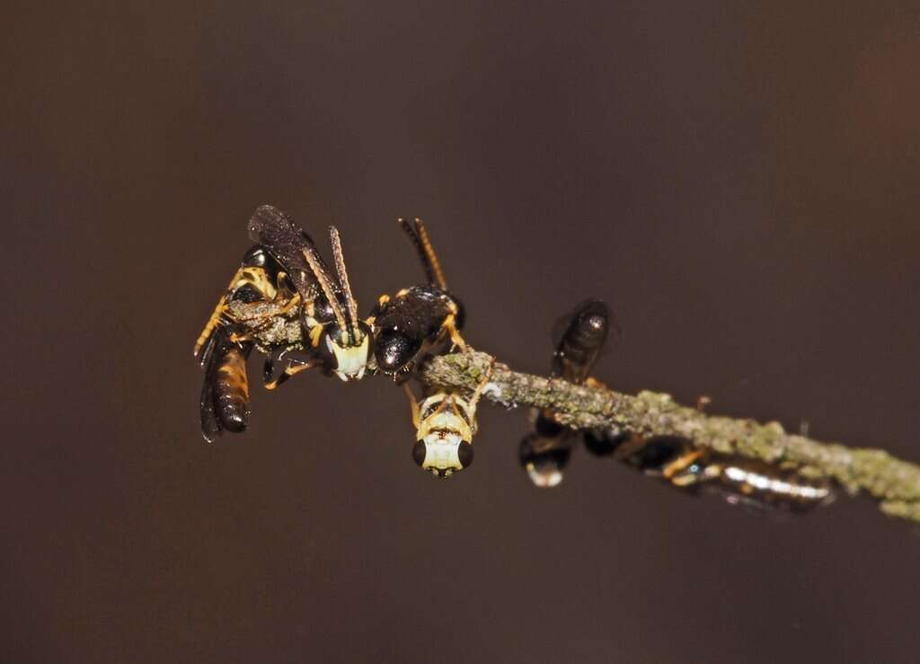 Imagem de Hylaeus ofarrelli Michener 1965