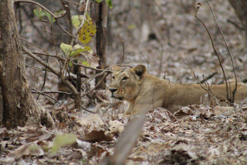 Image of Barbary lion