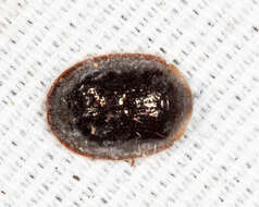 Image of <i>Thymalus marginicollis</i>