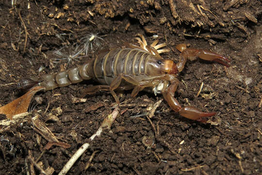 Image of Bothriurus prospicuus Mello-Leitão 1932