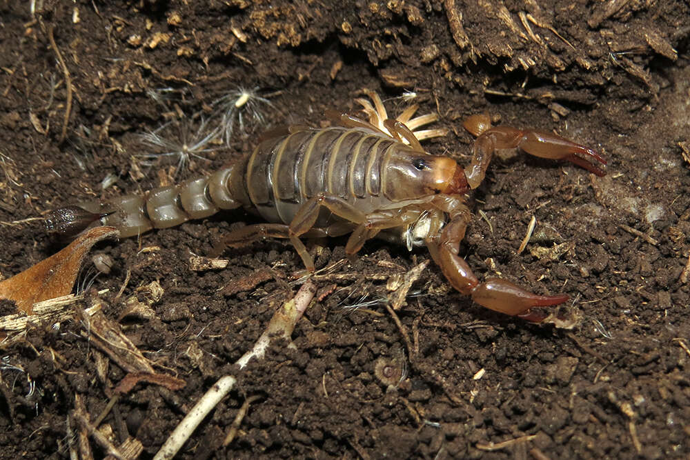 Image of Bothriurus prospicuus Mello-Leitão 1932