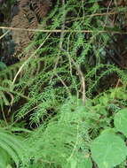 Image of Asparagus cochinchinensis (Lour.) Merr.