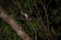 Image of Australian Cuscus