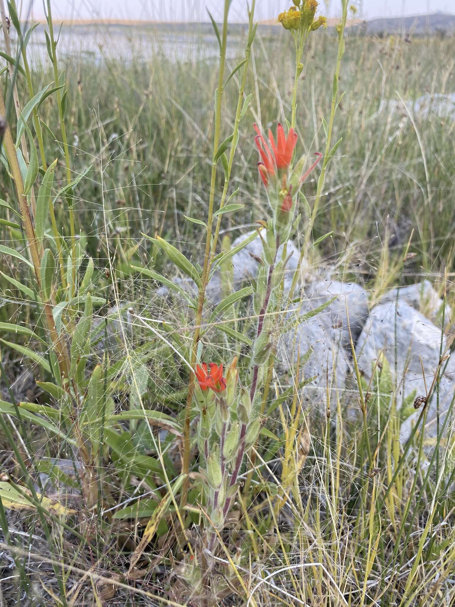 Image of Castilleja minor var. exilis (A. Nelson) J. M. Egger