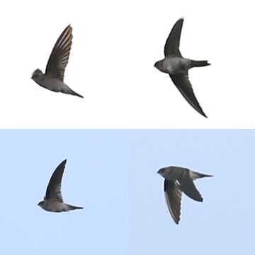 Image of Himalayan Swiftlet