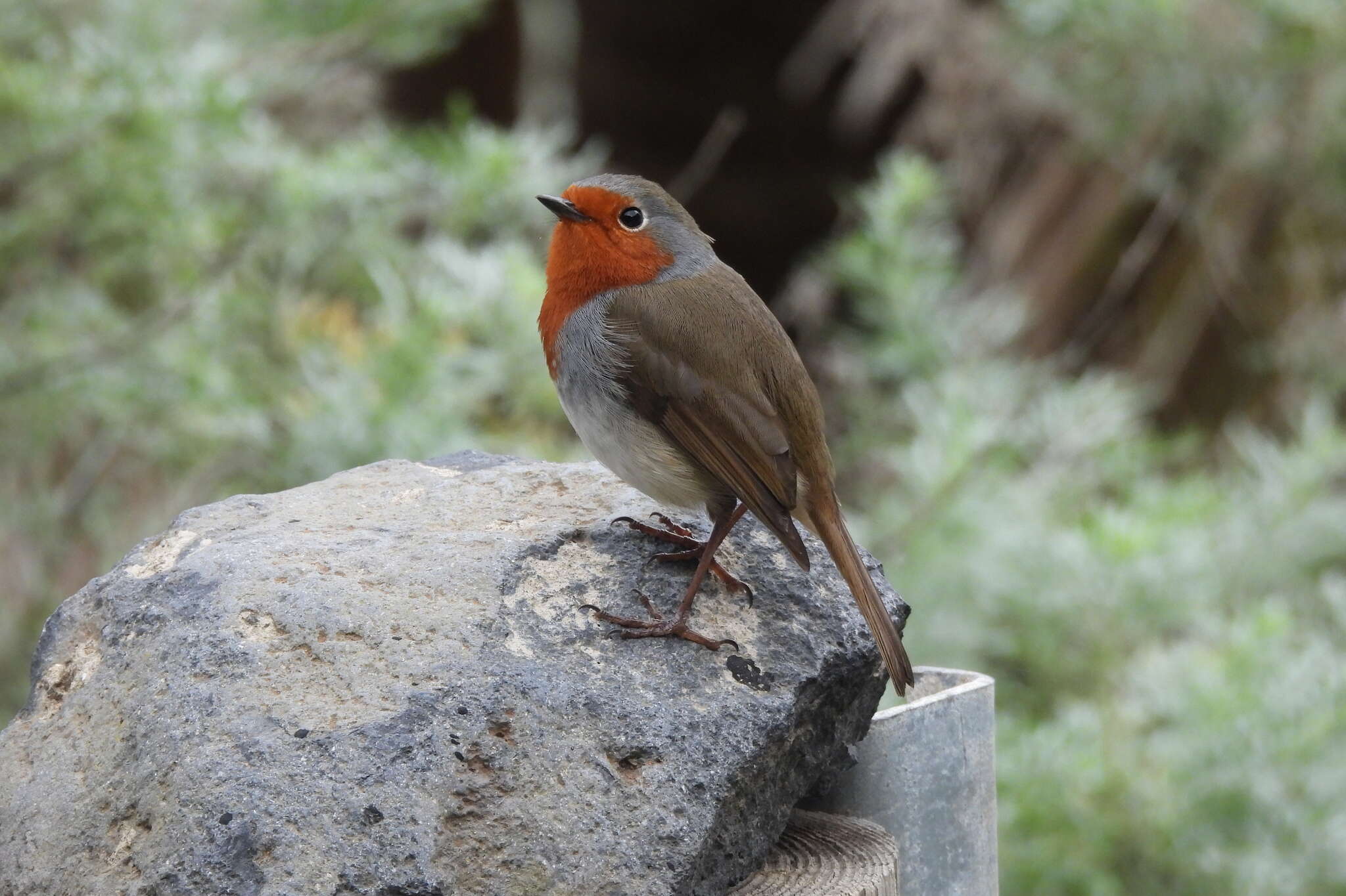 Imagem de Erithacus rubecula superbus Koenig & AF 1889